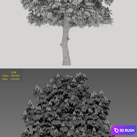 Chestnut 3D Model Corona