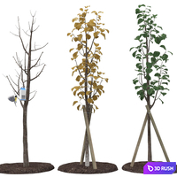 Young trees 3D Model Vray