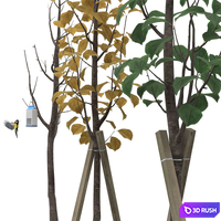 Young trees 3D Model Vray