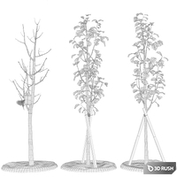 Young trees 3D Model Vray