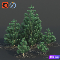 Pine 3D Model Vray, Corona