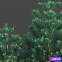 Pine 3D Model Vray, Corona
