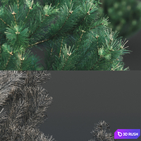 Pine 3D Model Vray, Corona