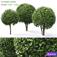 Crataegus globe # 1 3D Model Vray, Corona