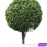Crataegus globe # 1 3D Model Vray, Corona
