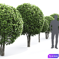 Crataegus globe # 1 3D Model Vray, Corona