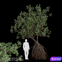 Rhizophora mucronata Var1 3D Model Corona