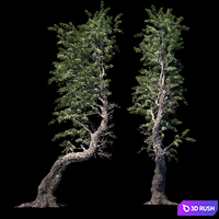 Pine Aleppo (Jerusalem) 3D Model Corona