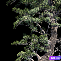 Pine Aleppo (Jerusalem) 3D Model Corona