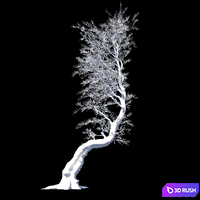 Pine Aleppo (Jerusalem) 3D Model Corona