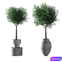 Olive trees. 2 models 3D Model Vray, Corona