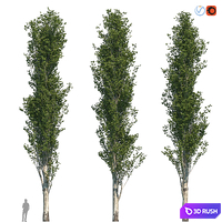 Poplar Pyramidal 17m Summer 3D Model Vray, Corona