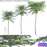 Schizolobium Parahyba | Brazilian Firetree 3D Model Corona