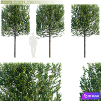 Laurus Nobilis | Bay tree | Grecian Laurel hedge # 3 3D Model Corona
