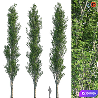 Poplar Pyramidal 15m Summer 3D Model Vray, Corona