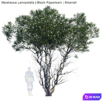 Melaleuca Lanceolata | Black Paperbark | Moonah # 1 3D Model Corona