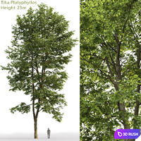 Tilia platyphyllos 3D Model Corona