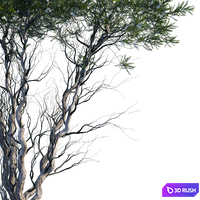 Melaleuca Lanceolata | Black Paperbark | Moonah # 1 3D Model Corona