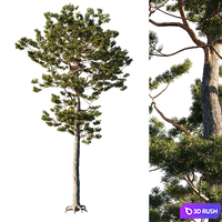 Pinus sylvestris tree 3D Model Corona