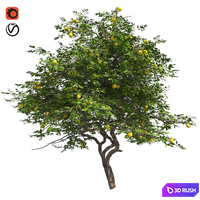 Lemon Tree with fruits and blossom 3D Model Vray, Corona