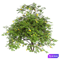 Lemon Tree with fruits and blossom 3D Model Vray, Corona