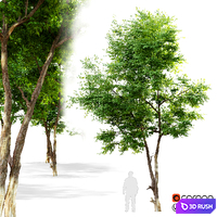 Ash_tree 6 3D Model Vray, Corona