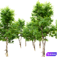 Ash_tree 6 3D Model Vray, Corona