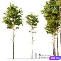 Pine tree_9 3D Model Vray, Corona