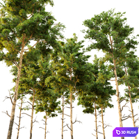 Pine tree_9 3D Model Vray, Corona