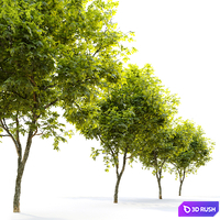American persimmon (Diospyros virginiana) 3D Model Vray, Corona