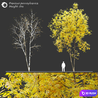 Fraxinus pennsylvanica (Ash tree) 3D Model Corona