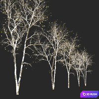 Fraxinus pennsylvanica (Ash tree) 3D Model Corona