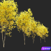 Fraxinus pennsylvanica (Ash tree) 3D Model Corona