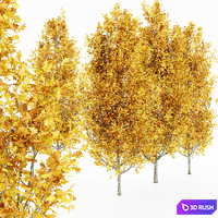Cypress Oak_Fall 5 tree 3D Model Vray, Corona