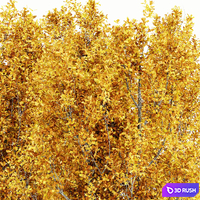 Cypress Oak_Fall 5 tree 3D Model Vray, Corona