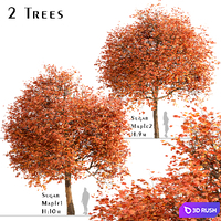 Set of Sugar Maple Trees (Acer Saccharum) (2 Trees) 3D Model Vray