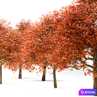 Set of Sugar Maple Trees (Acer Saccharum) (2 Trees) 3D Model Vray