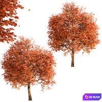 Set of Sugar Maple Trees (Acer Saccharum) (2 Trees) 3D Model Vray