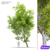 Fiddlewood tree_2 3D Model Corona