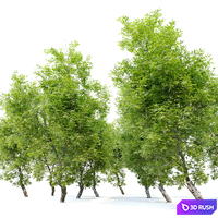 Fiddlewood tree_2 3D Model Corona