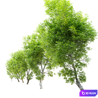 Fiddlewood tree_2 3D Model Corona