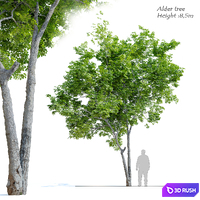 Red Alder (Alnus rubra) 3D Model Vray, Corona