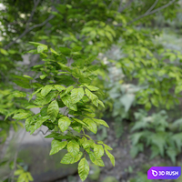 Red Alder (Alnus rubra) 3D Model Vray, Corona