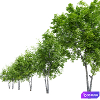 Red Alder (Alnus rubra) 3D Model Vray, Corona