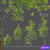 Oak sapling 3D Model Vray, Corona