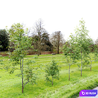 Oak sapling 3D Model Vray, Corona