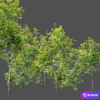 Oak sapling 3D Model Vray, Corona