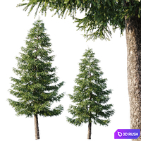 Spruce (12,5m and 9,5m) 3D Model Corona
