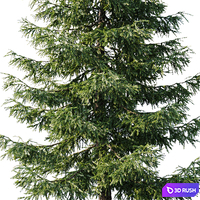 Spruce (12,5m and 9,5m) 3D Model Corona