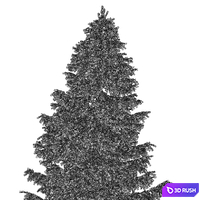 Spruce (12,5m and 9,5m) 3D Model Corona